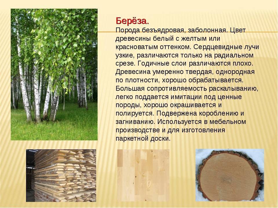 Из какого дерева лучше строить баню: сосна, липа, ель, дуб, осина плюсы и минусы