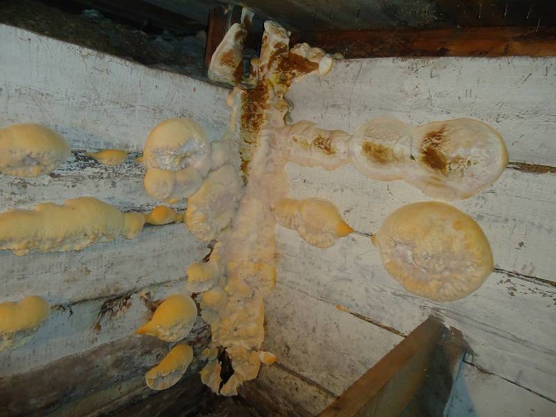 Способы избавления от грибка и плесени в подвальных помещениях