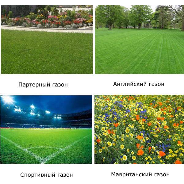 Как посадить газонную траву на участке: какую траву выбрать, посадка