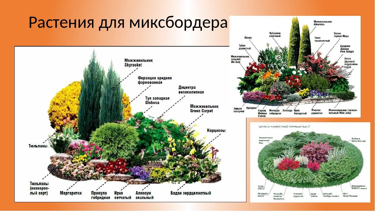 Миксбордер (48 фото) – виды, схемы, правила подбора растений и примеры дизайна