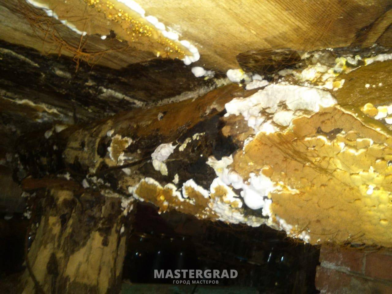 Как избавиться от плесени в подвале дома и гаража, как бороться с грибком на фундаменте, в подполье