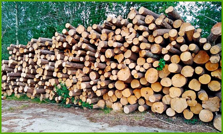 Строительство домов из хвойных пород деревьев. плюсы и минусы разных типов древесины. на сайте недвио