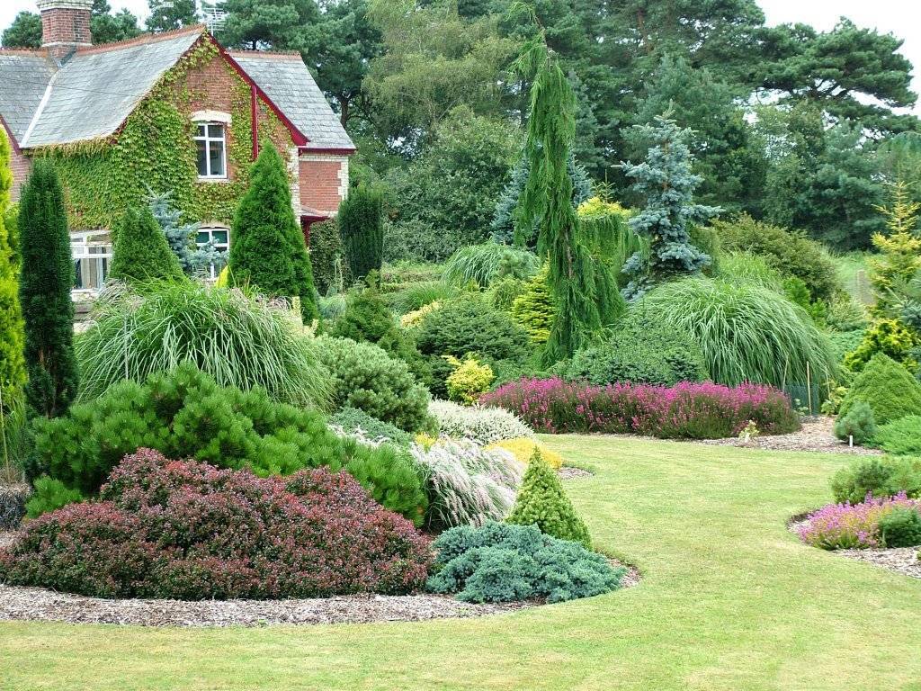 Хвойные растения в ландшафтном дизайне сада – хвойные композиции в домашних условиях + фото