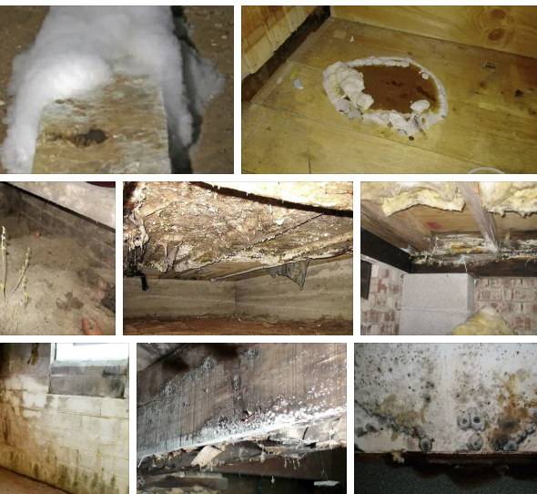 Грибок в подвале: как избавиться от грибка и как обрабатывать подполье
