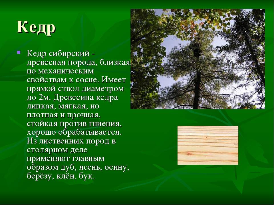 Самые высокие деревья в россии: топ-10